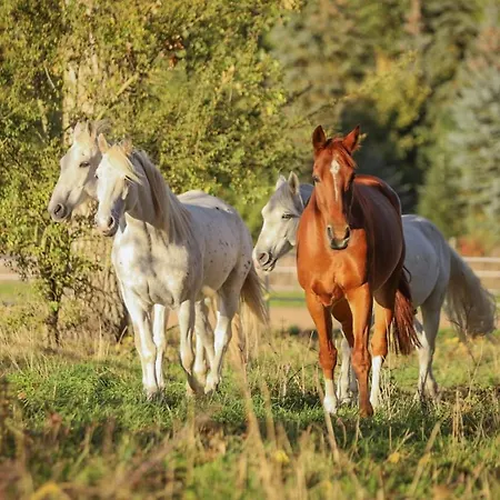 Апартаменты Moderne Black Beauty Auf Idyllischem Reiterhof Naehe Burg Eltz