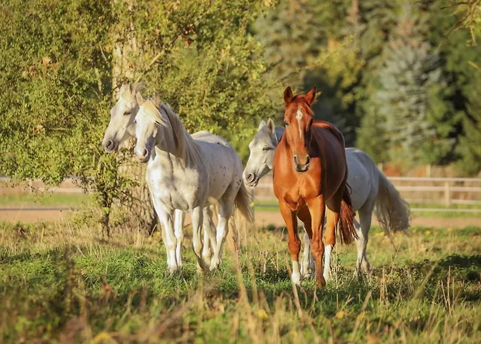 Lägenhet Moderne Black Beauty Auf Idyllischem Reiterhof Naehe Burg Eltz